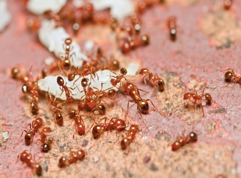 Kiến gió là loài kiến như thế nào?