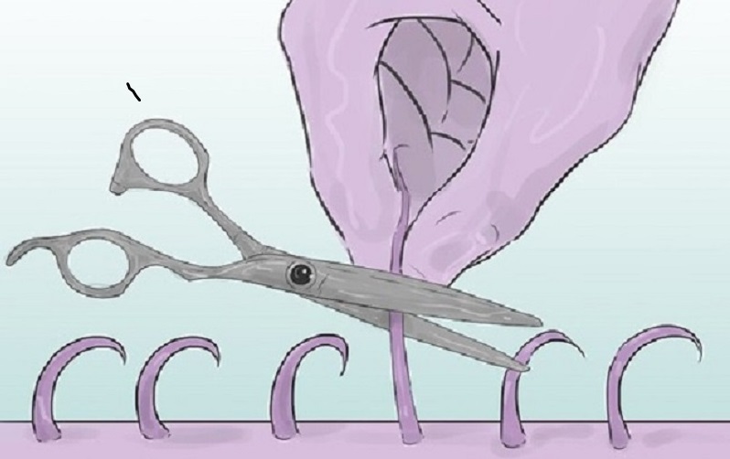 Bạn dùng kéo để cắt đi những sợi lông dài và rậm