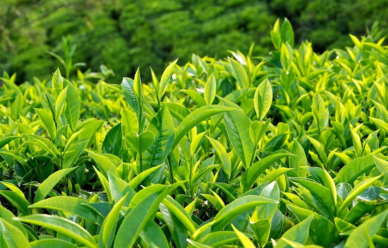Sử dụng trà xanh giúp khắc phục tình trạng rụng tóc