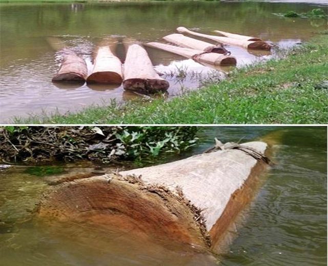 Diệt mối bằng cách làm ngập úng tổ mối